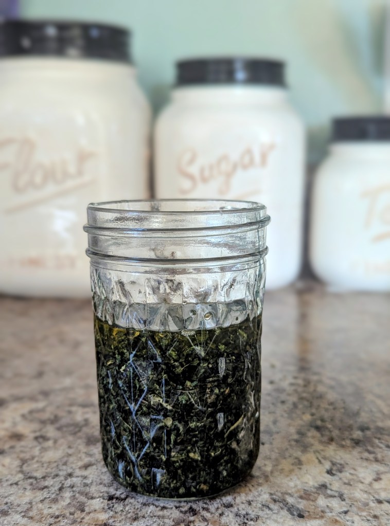 dried nettle in carrier oil for stinging nettle oil
