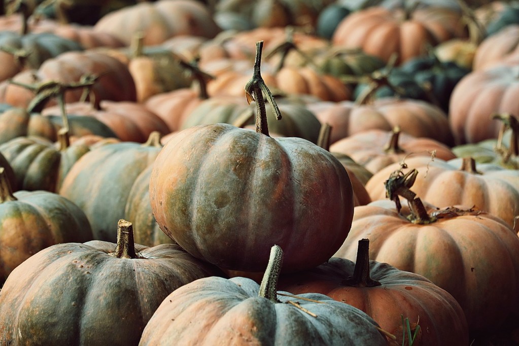 Pick a pumpkin as part of a fall bucket list item